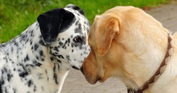 Las mascotas ideales para Capricornio - CapricornioHoy.net